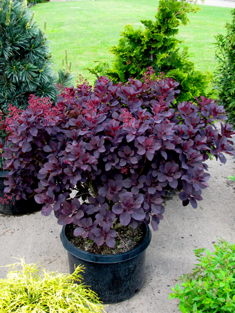 Purple Supreme Smoke Tree