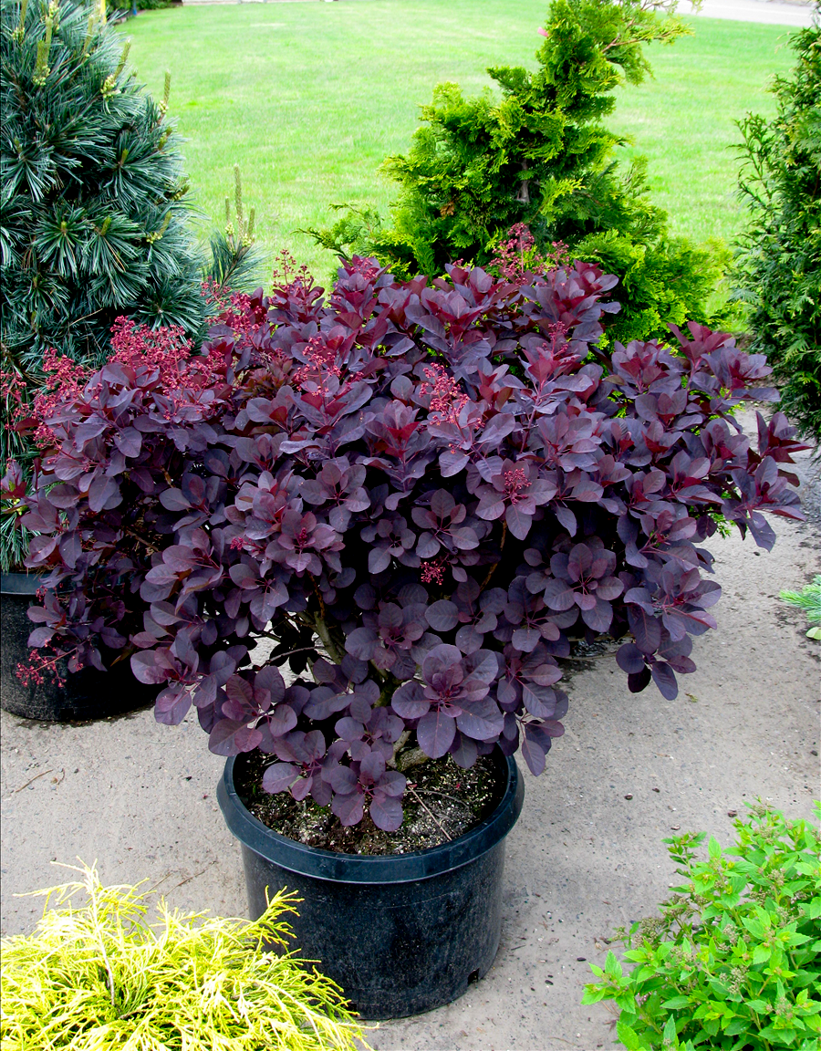 purple supreme smoketree for sale online | the tree center