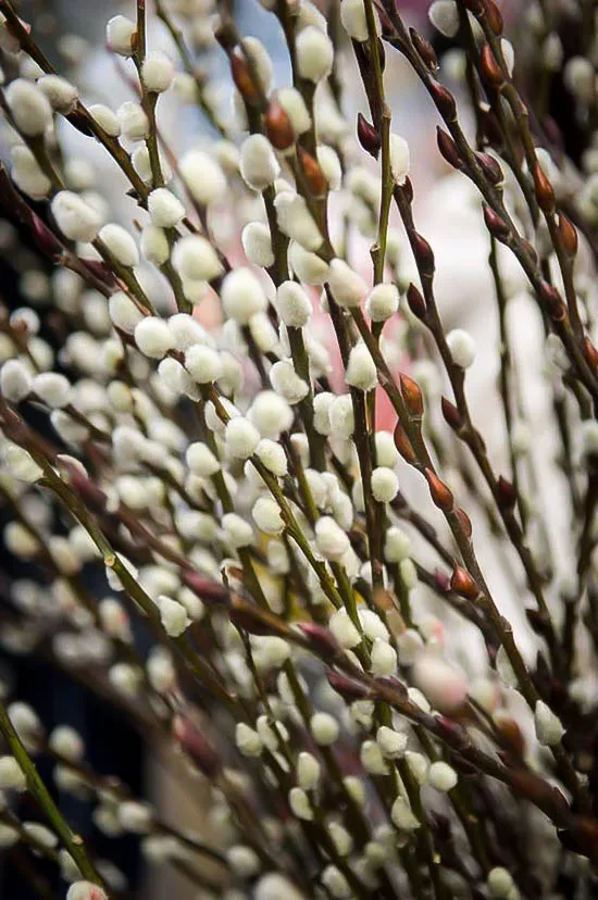 Blooming Pussy Willow Branches