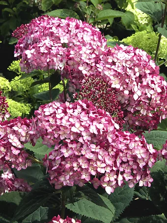 Invincibelle® Ruby Hydrangea