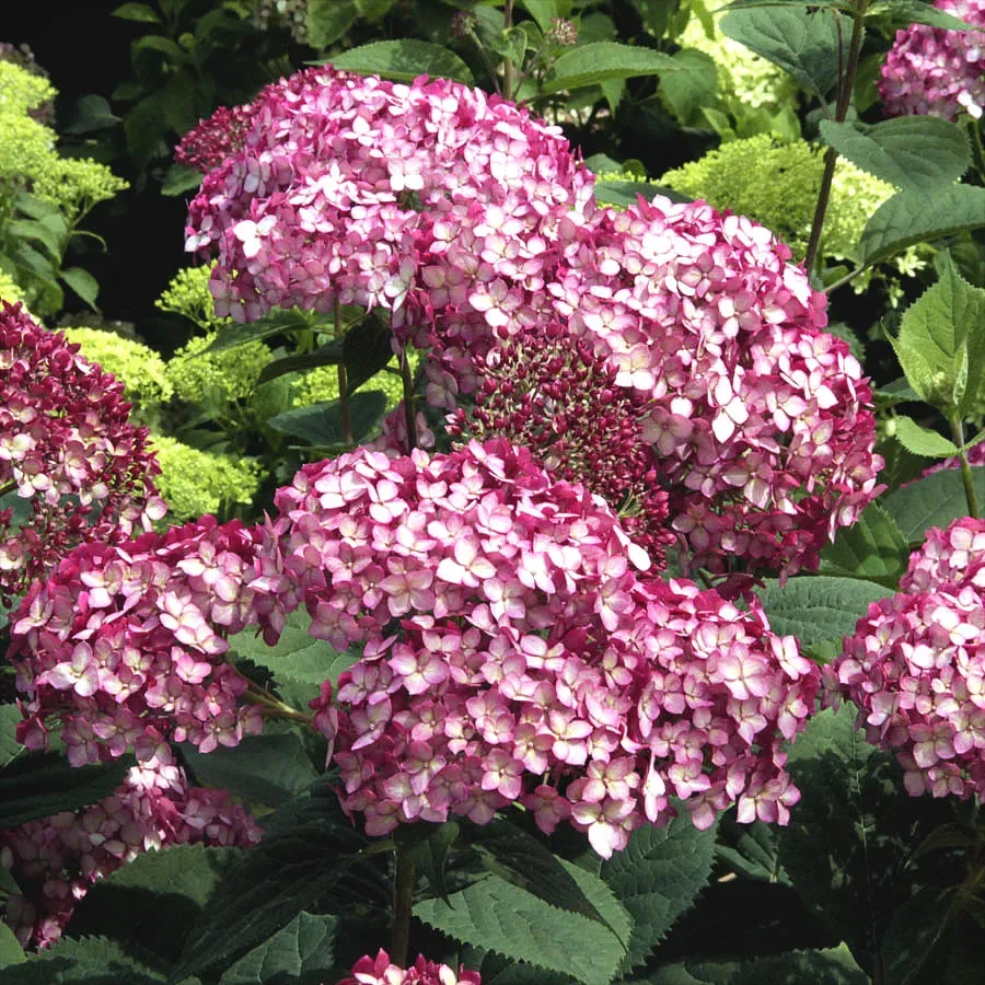 Image of Row of Invincibelle Ruby hydrangea bushes in bloom