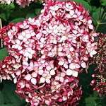 Invincibelle Ruby Hydrangea For Sale Online | The Tree Center