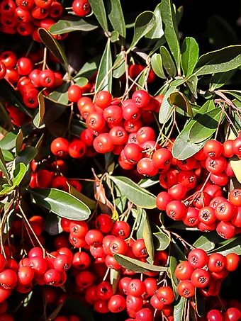 Victory Pyracantha (Firethorn)