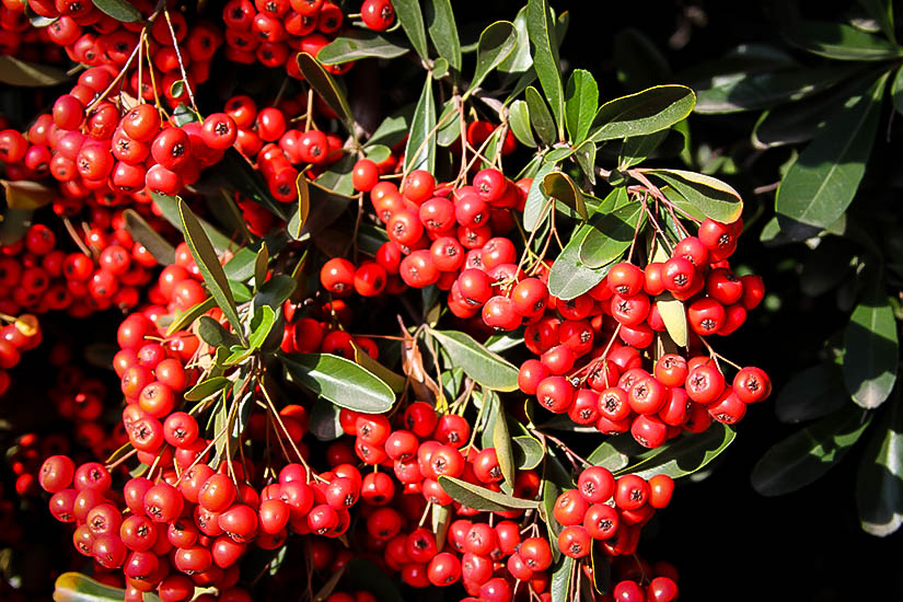 Winter Berries All Around - Under the Solano Sun - ANR Blogs