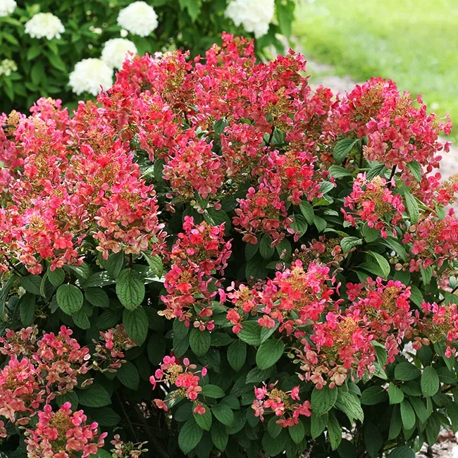 Image of Quick Fire hydrangea full bush in bloom