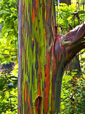 regnbåge eukalyptus trädbark