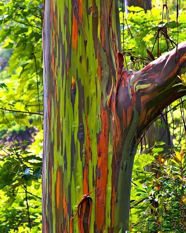 Rainbow Eucalyptus Deglupta - Mindanao Gum for sale South Florida 🌳