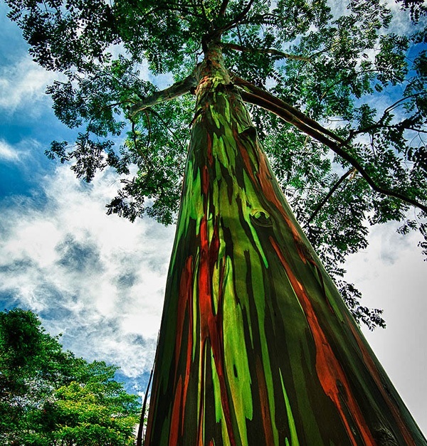 Mature Rainbow Eucalyptus Tree