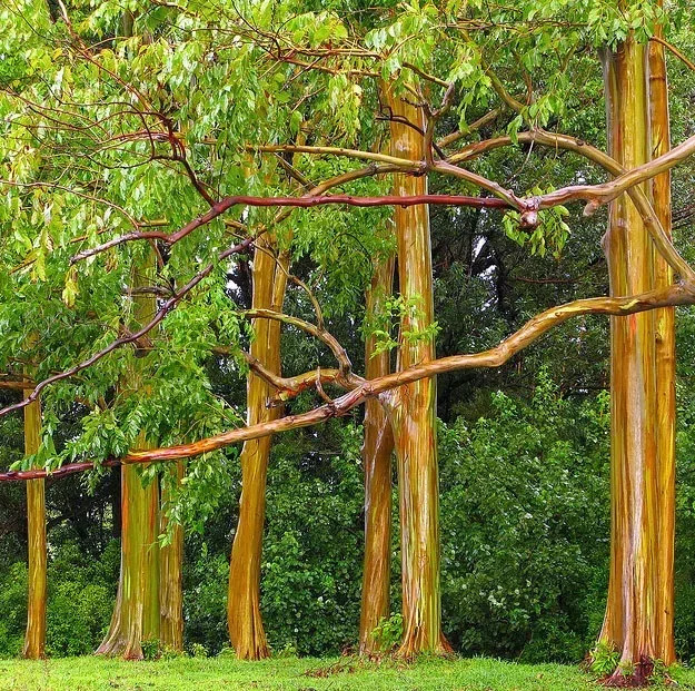 Rainbow Eucalyptus Tree For Sale Online | The Tree Center