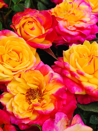 Rainbow Sunblaze® Miniature Rose