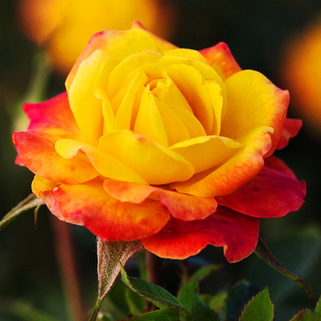 Rainbow Sunblaze® Rose For Sale Online | The Tree Center