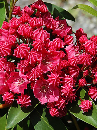 Raspberry Glow Mountain Laurel