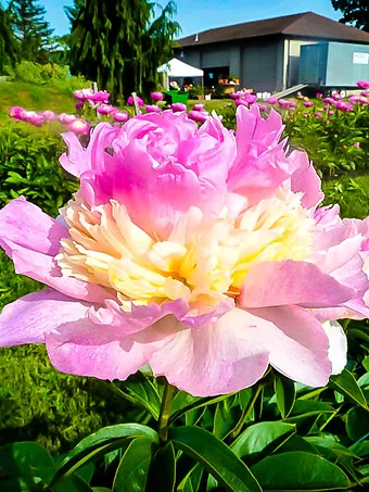 Raspberry Sundae Peony