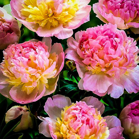 Peony