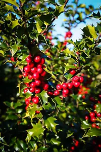 Red Beauty Holly Berries