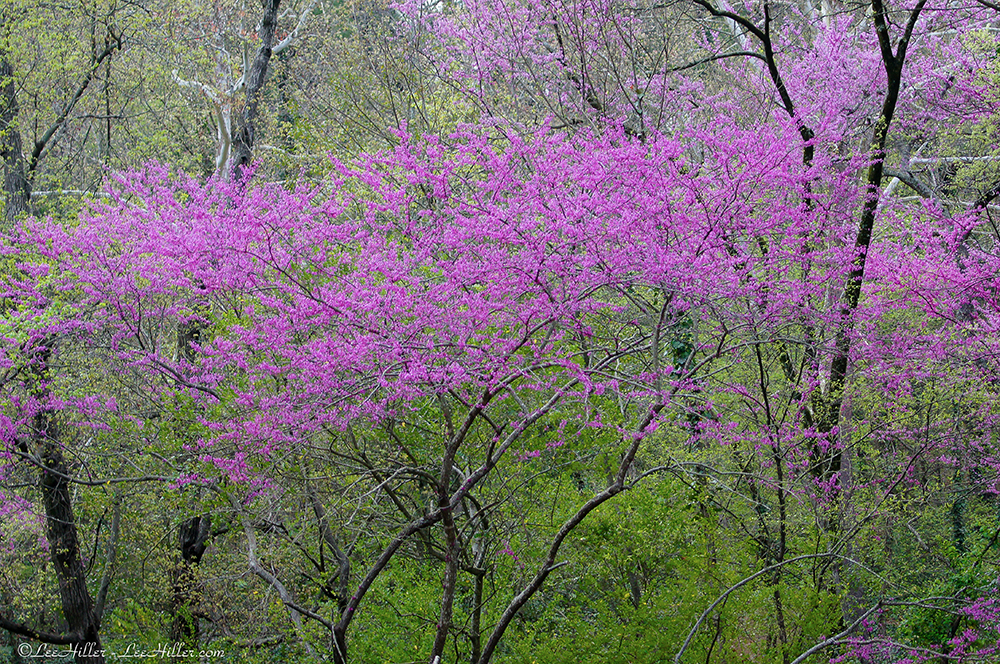 Jumpstart Spring with These 5 Earlyblooming Shrubs The Tree Center™