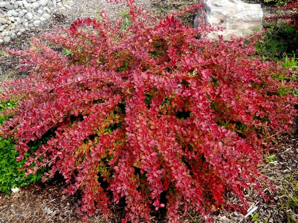 Red Carpet Barberry Shrubs For Sale Online The Tree Center