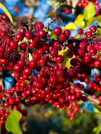 Aronia Red Chokeberry