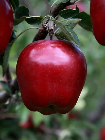 Red Delicious Apple On Tree Branch