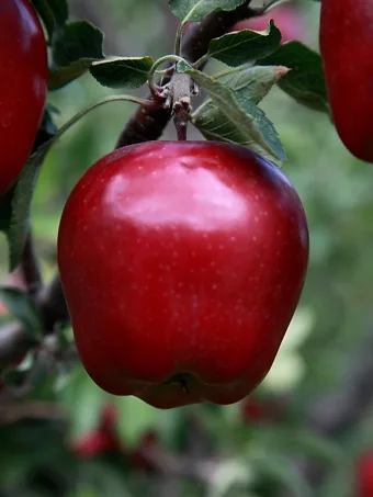 https://www.thetreecenter.com/c/uploads/red-delicious-apple-tree-1-340x453.webp