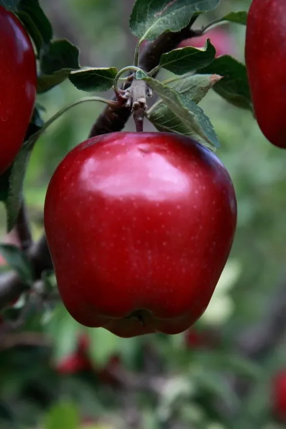 Red Delicious Apple Tree