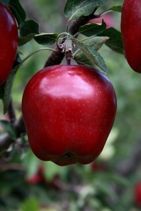 Organic Red Delicious Apple Tree Heirloom Sweet Crunchy 5 SEEDS 