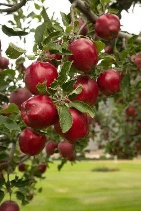 Red Delicious Apples On Tree
