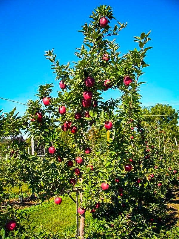 Adolescent Red Delicious Apple Tree
