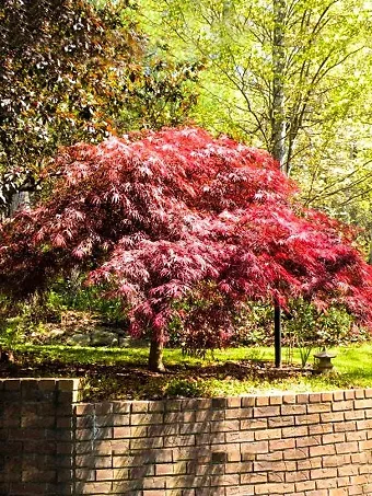 Red Dragon Japanese Maple Tree In Shade