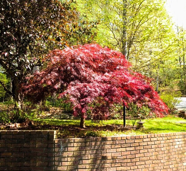 buy mature japanese maple tree