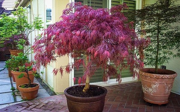 Potted Red Dragon Japanese Maple Tree
