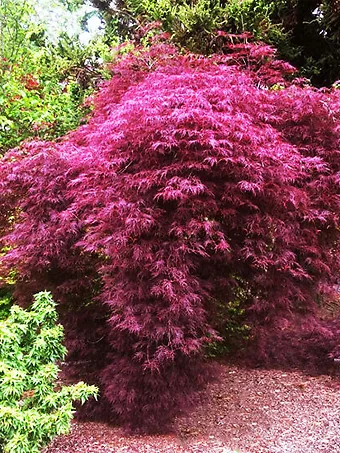 Red Filigree Lace Japanese Maple