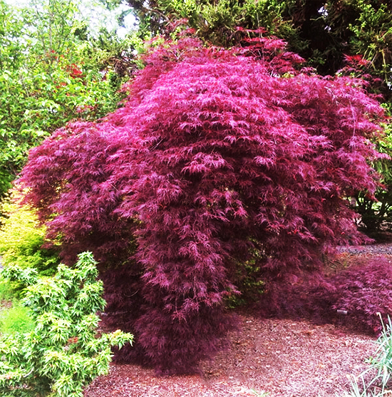 Red Filigree Lace Japanese Maples For Sale Online The Tree Center