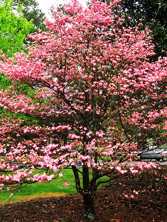 are pink dogwoods native