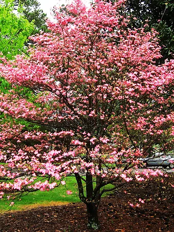 Flowering Red Dogwood Tree