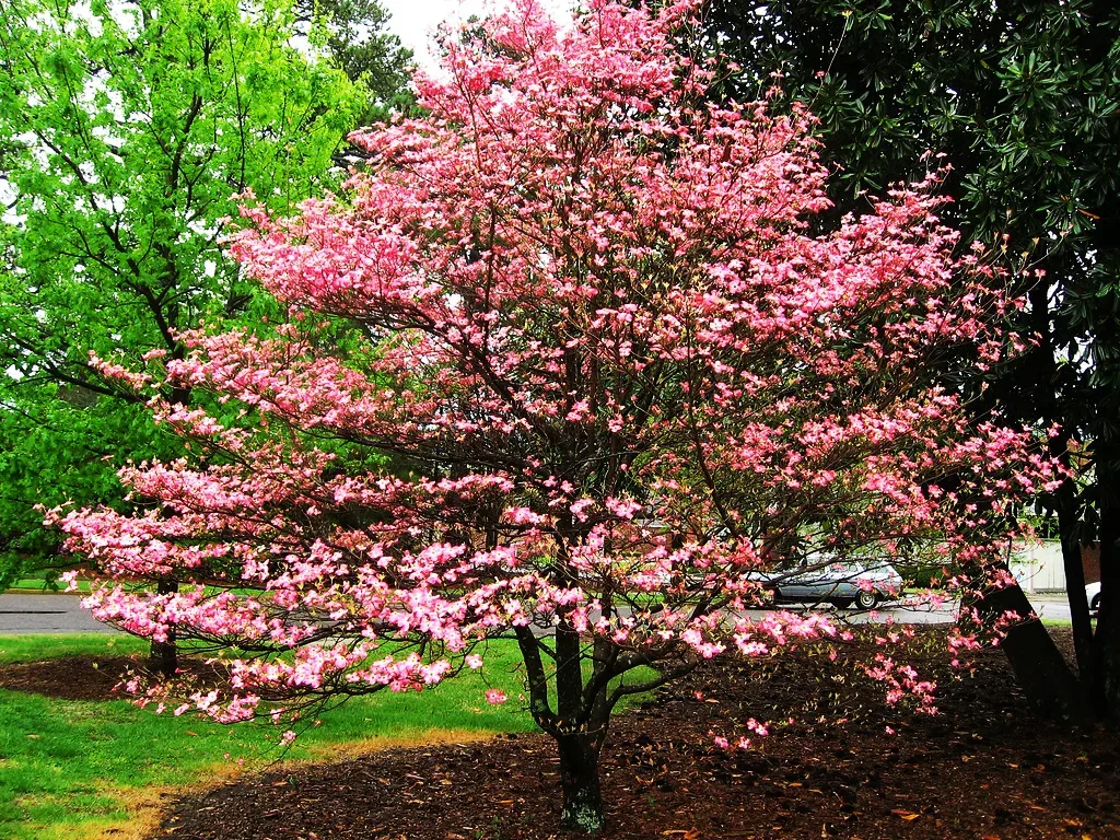 Image of Red dogwood bush in full bloom