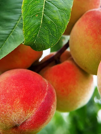 Red Haven Peach Tree