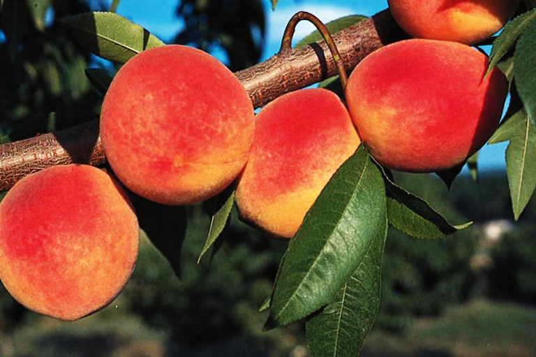 Red haven peach tree for sale the tree center