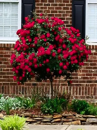 Red Double Knock Out® Rose - Tree Form