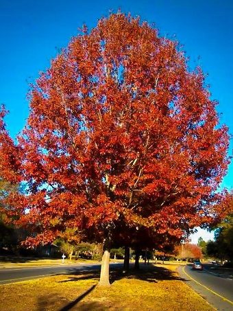 Red Oak In Fall