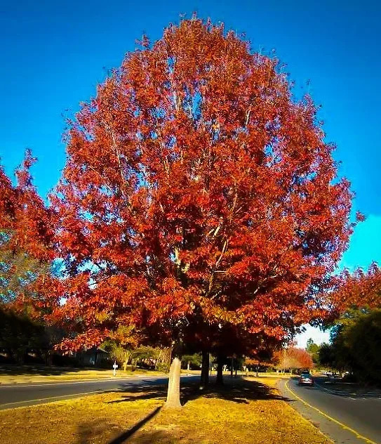 Red Oak For Sale Online | The Tree Center