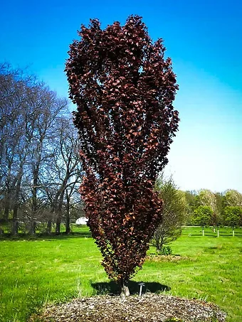 Red Obelisk European Beech