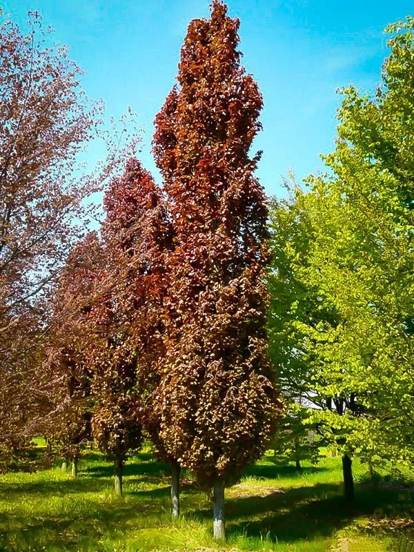 Group of Red Obelisk European Beech Tree