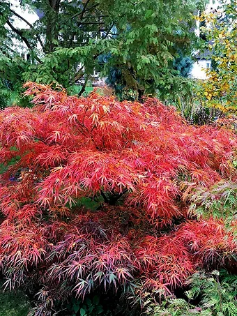 Red Pygmy Japanese Maple