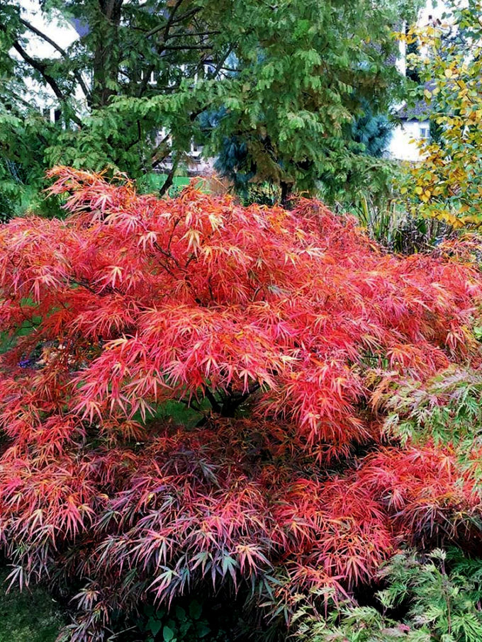 Japanese Maple Trees For Sale Online | The Tree Center