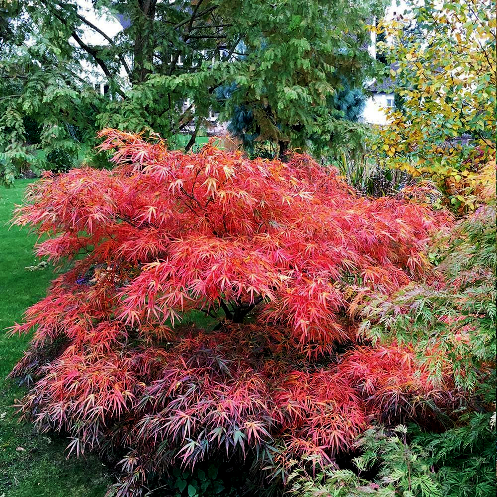 japanese red maple