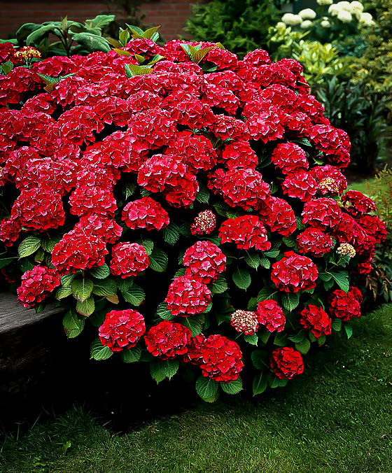 Image of Red hydrangea flower bush
