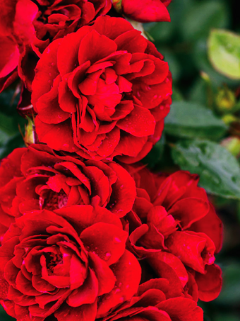 Red Sunblaze® Miniature Rose