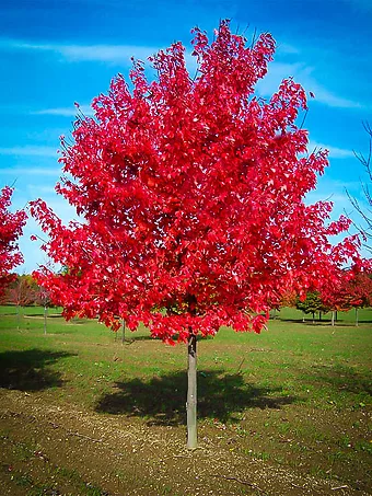 Red Sunset Maple Tree