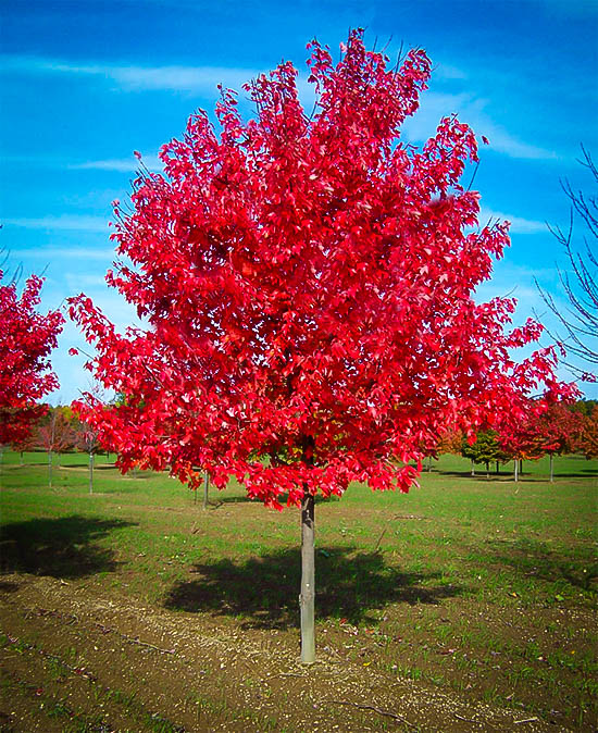 Red Sunset Maple Tree Live Plant  Outstanding Fall Color